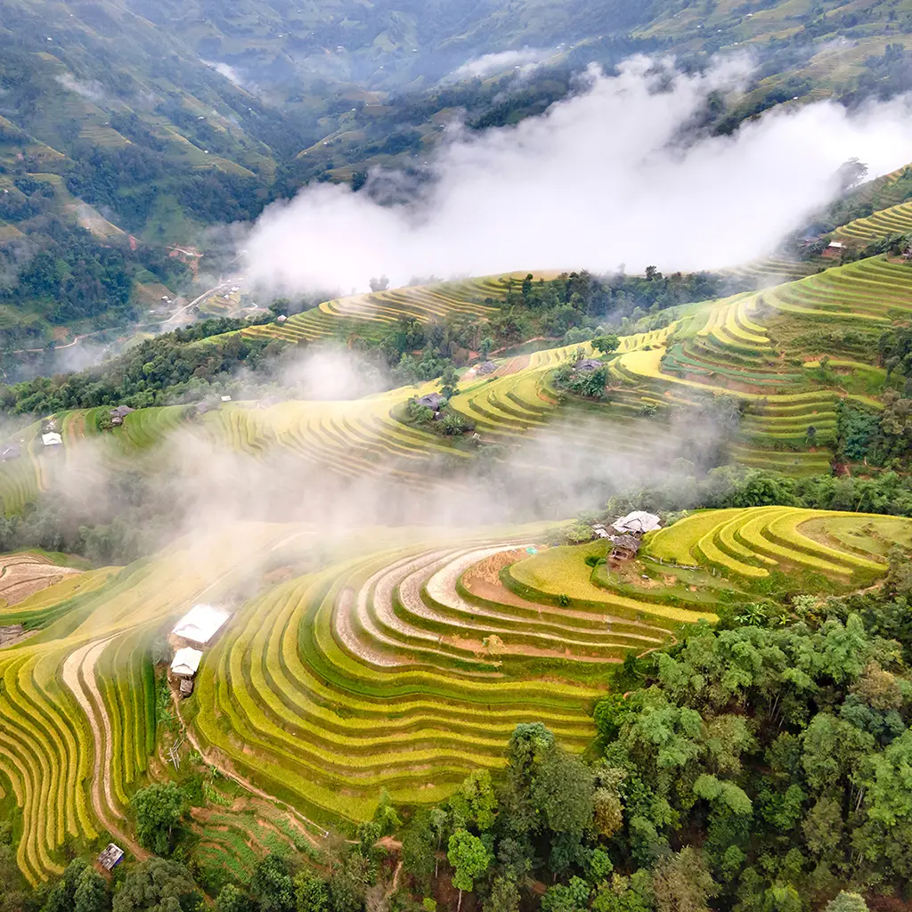 Terraced rice fields in Northern Vietnam – About VietTrail Travel
