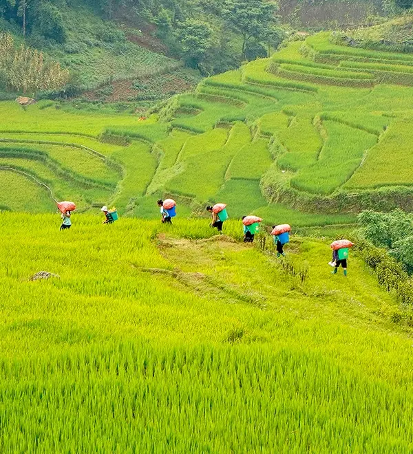 Travelers trekking through scenic green hills in Vietnam