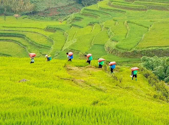 Travelers trekking through scenic green hills in Vietnam