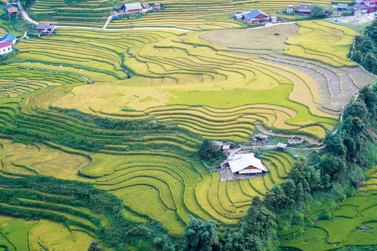Sapa golden rice terraces across mountain slopes