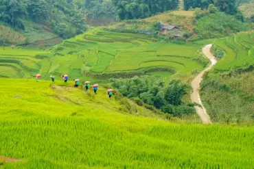 Sapa travel guide: farmers walking through lush green rice terraces in Vietnam