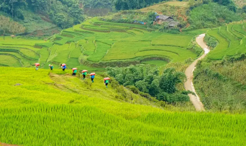 Comprehensive Sapa travel guide: Trekking rice terraces, Fansipan and ethnic villages