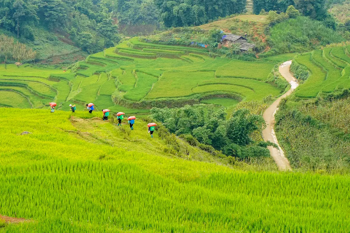 Comprehensive Sapa travel guide: Trekking rice terraces, Fansipan and ethnic villages